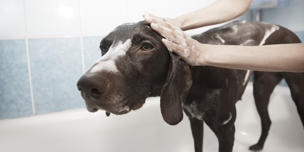 dog taking a bath